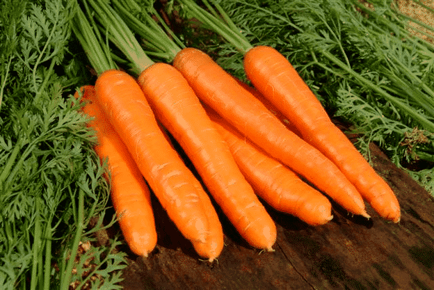 Le carote sono un popolare rimedio popolare per il trattamento della potenza maschile. 