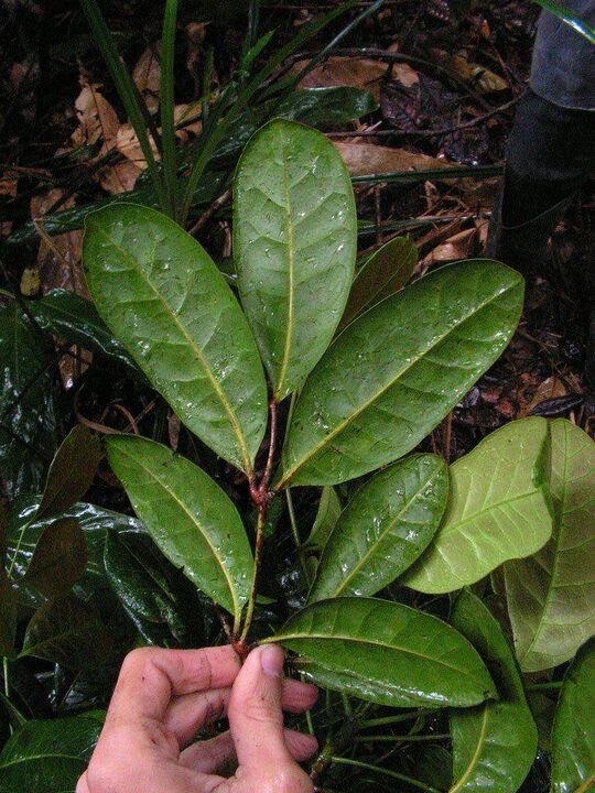 Un infuso a base di foglie di catuaba aumenterà la potenza prima del sesso