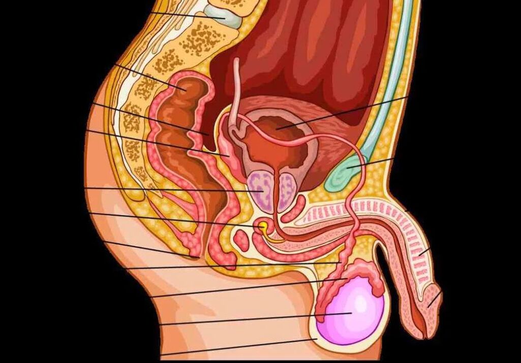 anatomia del pene maschile