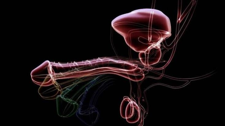 Perché compaiono le secrezioni quando gli uomini sono eccitati ed è normale